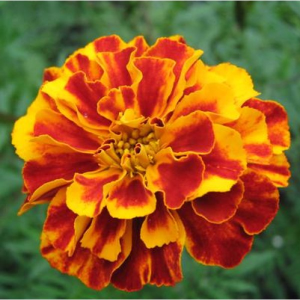 Marigold French Plant